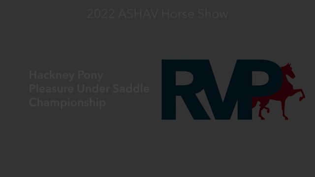 ASHAV22 - Class 89 - Hackney Pony Pleasure Under Saddle Championship