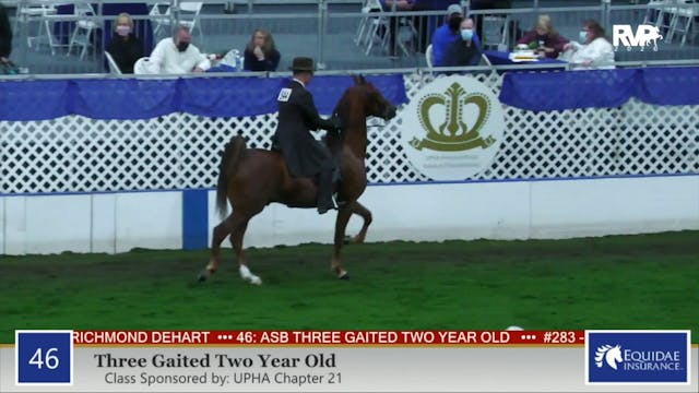 2020 AR - Class 46 Three Gaited Two Y...
