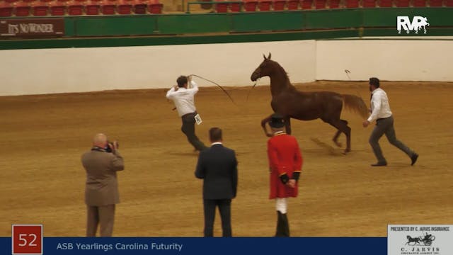 NCSC22 - Class 52 -  ASB Yearlings Ca...