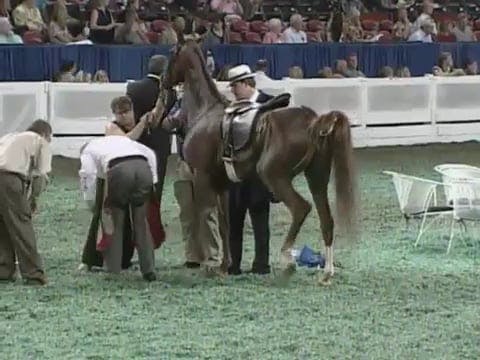 2008 WCHS Class 94 Amateur Under Two ...