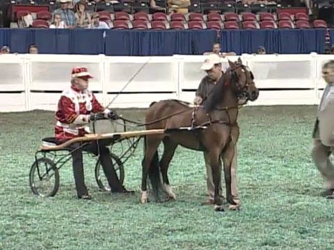 2008 WCHS Class 132 Three Year Old Ro...