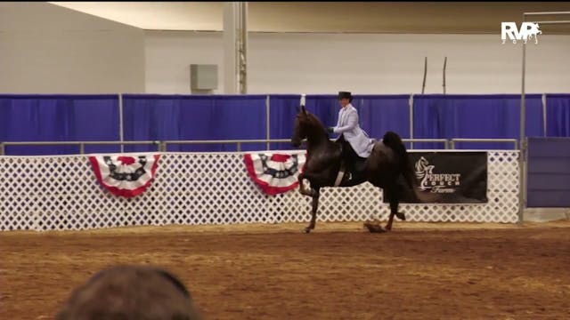 AAC23 - Class 99 - ASB Three Gaited J...