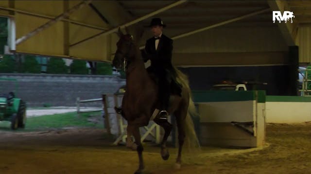 NCSC23 - Class 29 - ASB Three Gaited ...