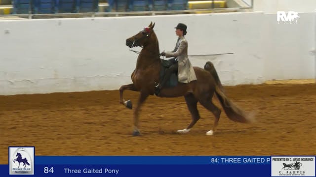 BB24 - Class 84 - Three Gaited Pony