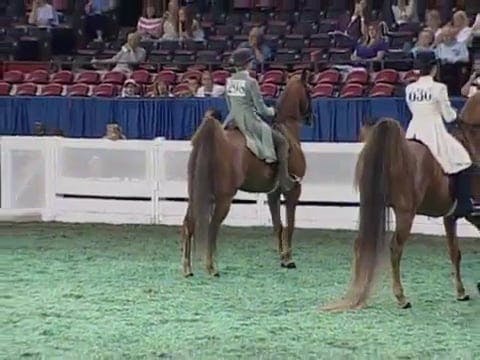 2008 WCHS Class 32 Junior Exhibitor T...