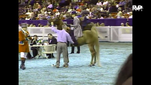 1999 WCHS - Class 157 Five Gaited Pon...