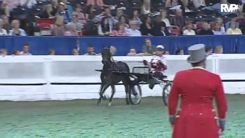 2010 World's Championship Horse Show Class 102 Roadster Pony 50in & Under Stake