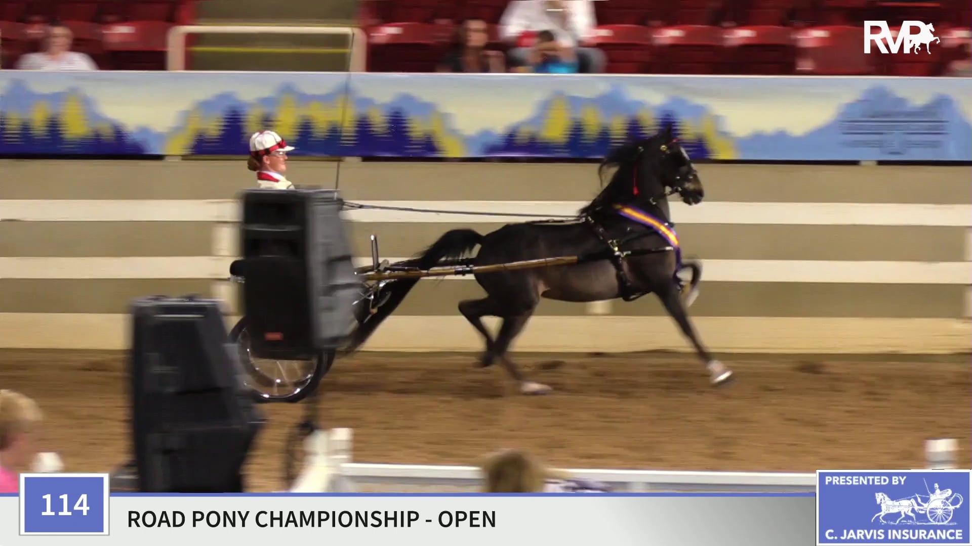 ASC19 - Class 114 - Twin Willow's McDreamy