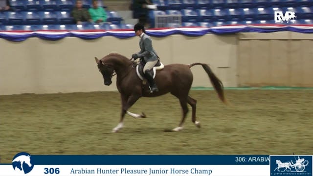 AN24 - Class 306B - Arabian Hunter Pl...