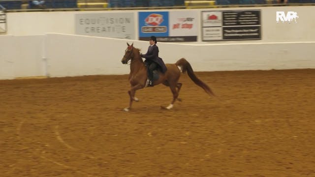 BB23 - Class 129 -ASB Five Gaited Cou...