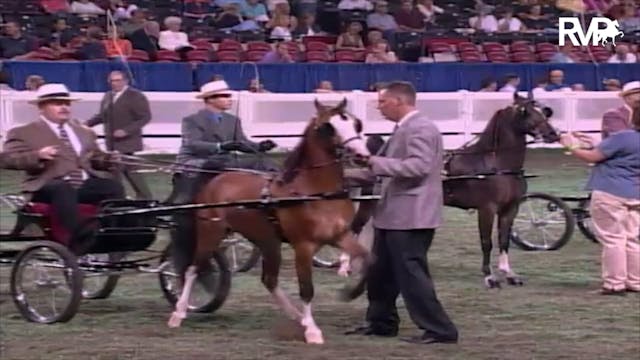 2003 WCHS Class 126 Three Year Old Ha...