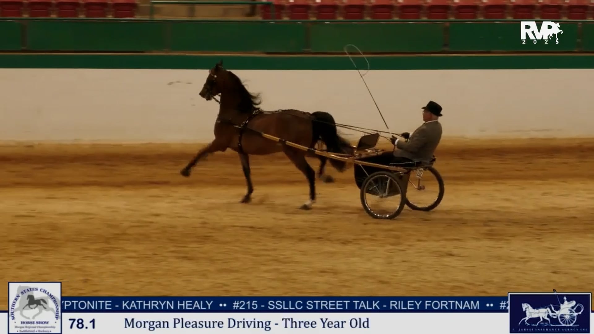 SS25 - Class 78.1 - Morgan Pleasure Driving Three Year Old