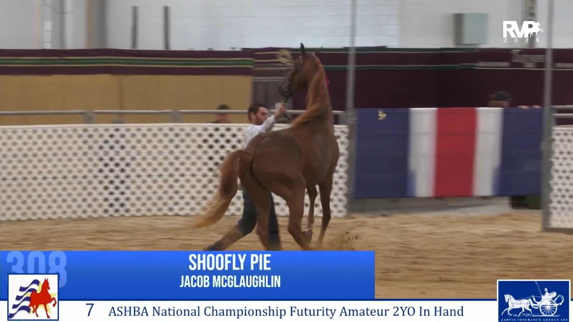 AAC25 - Class 7 - ASHBA Nat. Championship Futurity Amateur 2YO In Hand