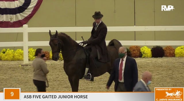 KFC 2020 - Class 9 ASB Five Gaited Ju...