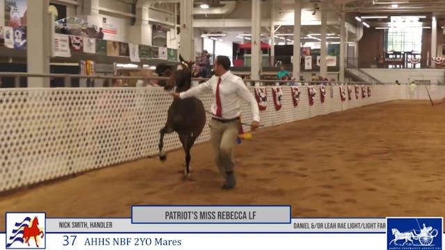 AAC25 - Class 37 - Patriot's Miss Reb...