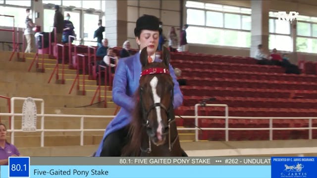 ASW21 - Class 80.1 - Five Gaited Pony...
