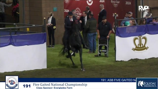 AR24 - Class 191 - Five Gaited Ntiona...