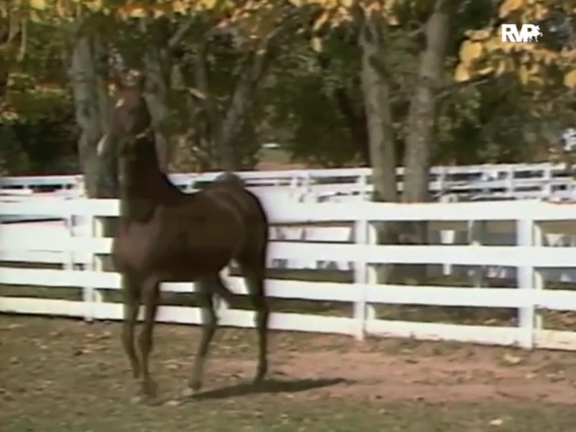 Looking Back on a Visit with Don Harris and WGCC CH Imperator 