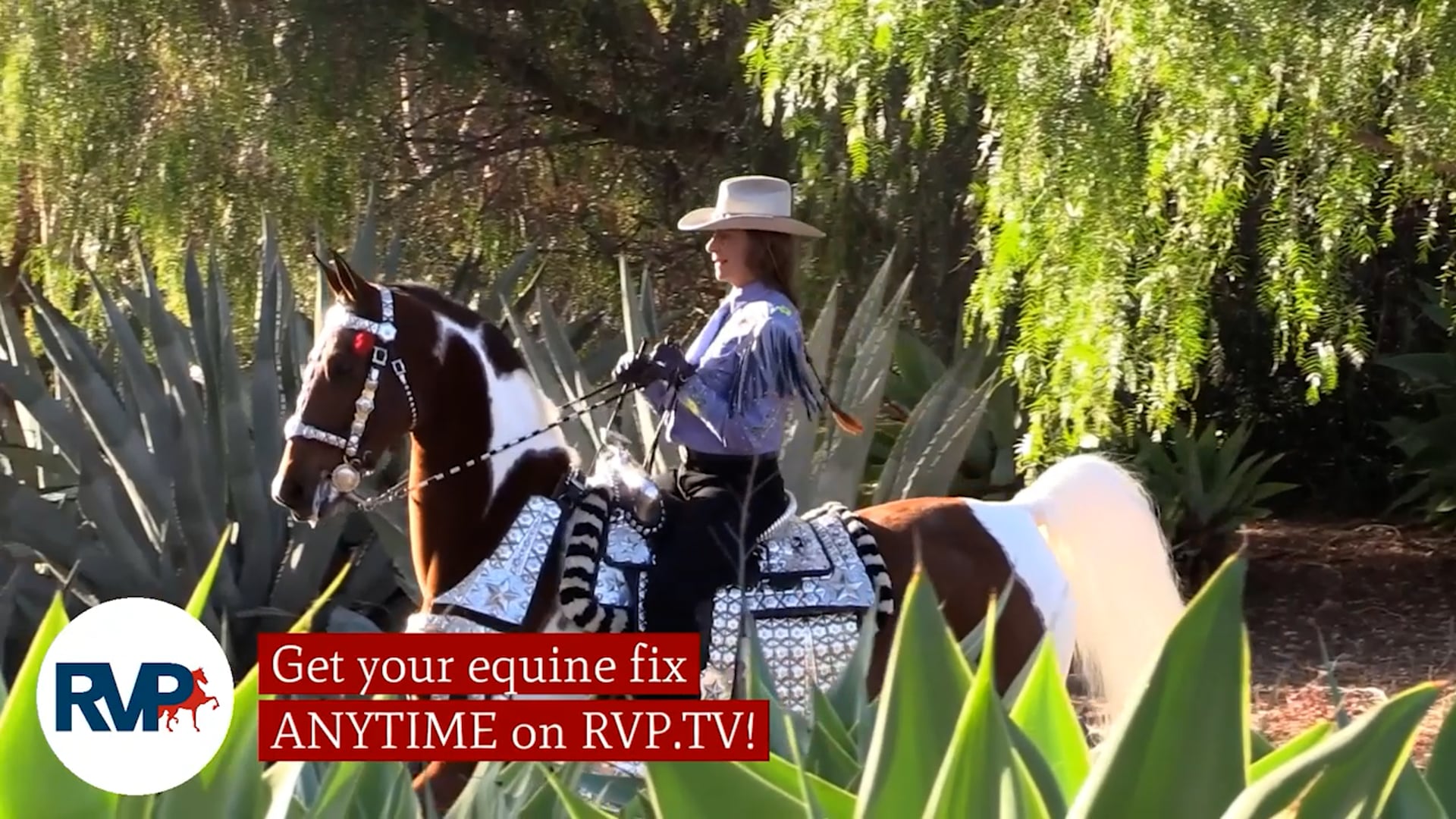 WCHS21 - Class 2 - Twin Willow’s Handsome Dan and Mary Gaylord McClean, whip