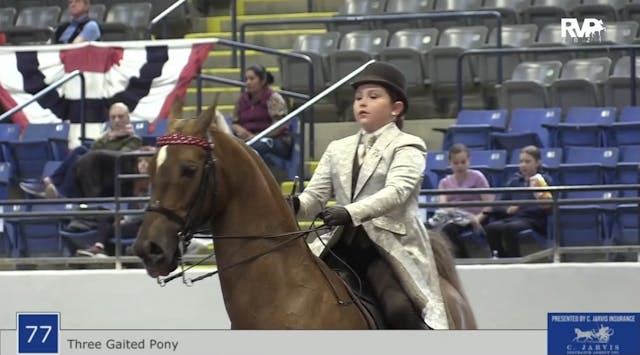 BB21 - Class 77 - Three Gaited Pony