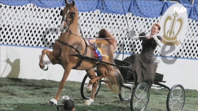 2016 MGN - Coliseum - Sunday Evening