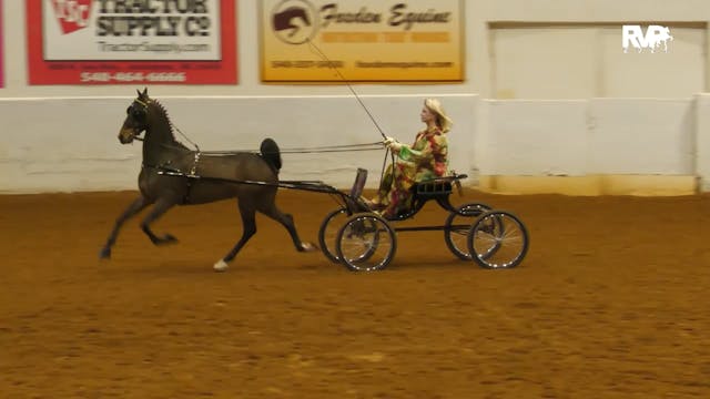 BB24 - Class 7 -  Amateur Hackney Pony