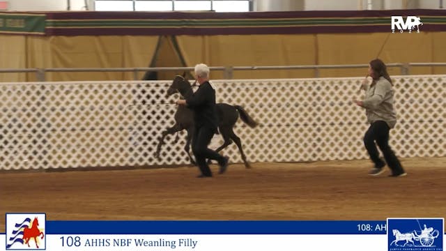AAC25 - Class 108 - AHHS NBF Weanling...