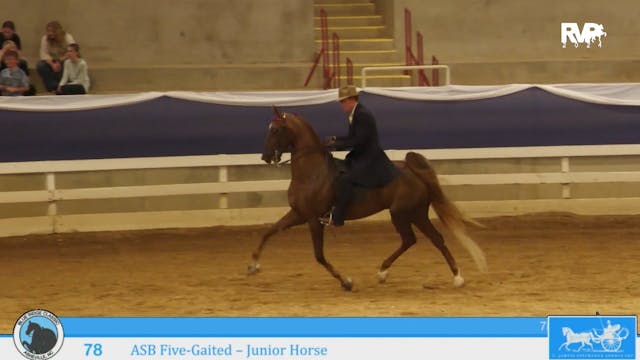 BR24 - Class 78 - ASB Five-Gaited - J...