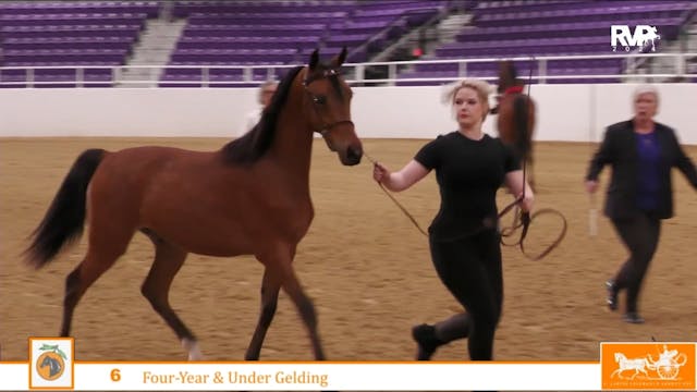 CC24 - Class 6 - Morgan Gelding in Ha...