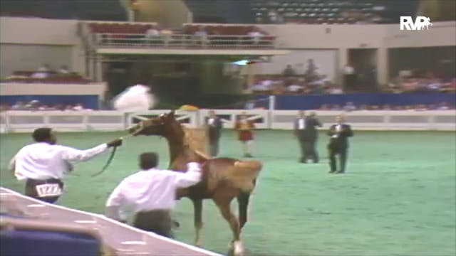 1992 WCHS Class 73 ASHA Kentucky Futu...