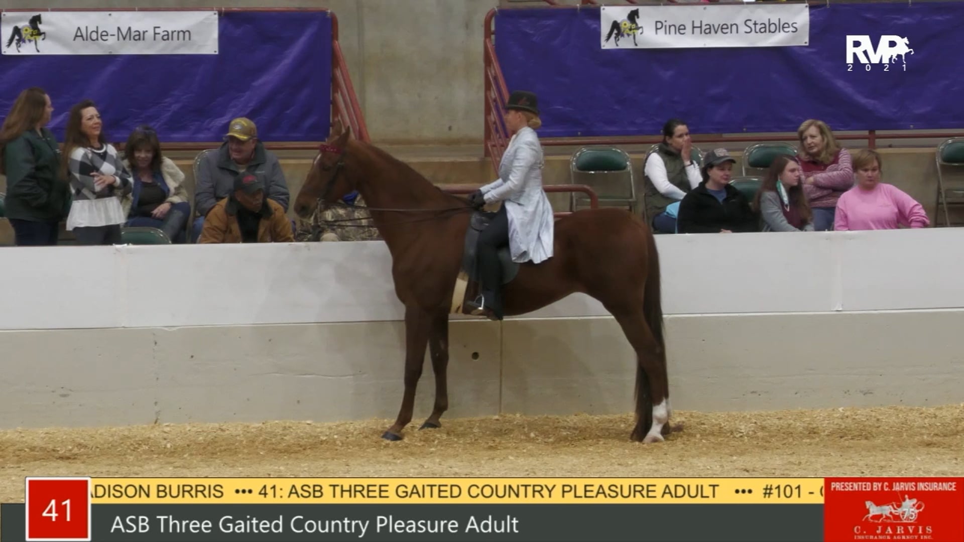 PA21 - Class 41 ASB Three Gaited Country Pleasure Adult