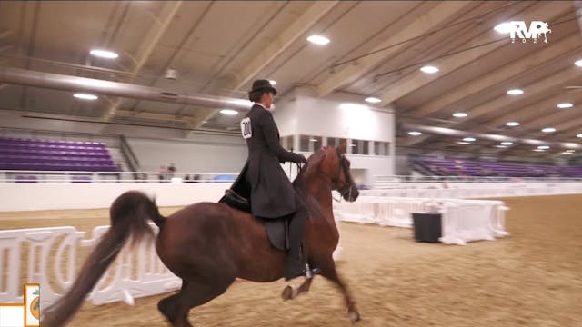 CC24 - Class 24 - ASB FIve Gaited Sho...