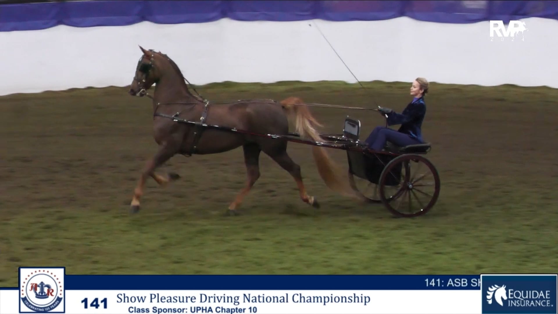 AR24 - Class 141 - Show Pleasure Driving National Championship