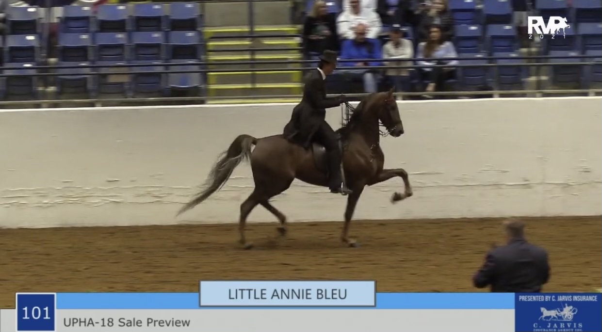 BB21 - UPHA 18 Sale Preview - Little Annie Bleu