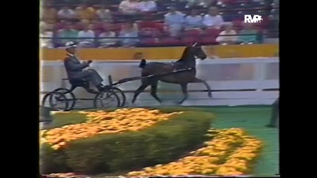 WCHS87 - American Hackney Horse and P...