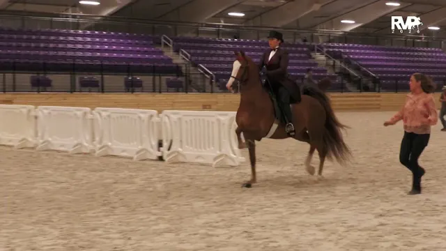 CC26 - Class 202 - ASB Three Gaited O...
