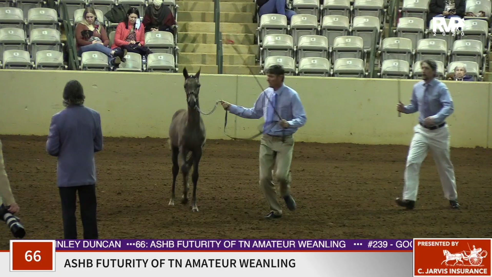 2020 SSFF - Class 66 ASB Futurity of TN Amateur
Weanling