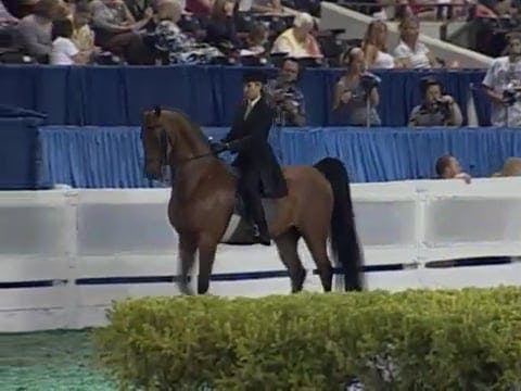 2008 WCHS Class 17 Adult Three Gaited...