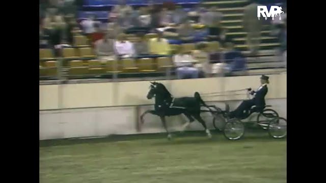 1988 AR - Class 96 Harness Pony Champ...
