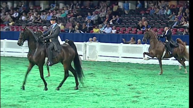 2010 Amateur Park Three Gaited World ...