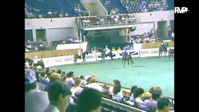 1988 WCHS Class 52 Three Gaited Pony ...