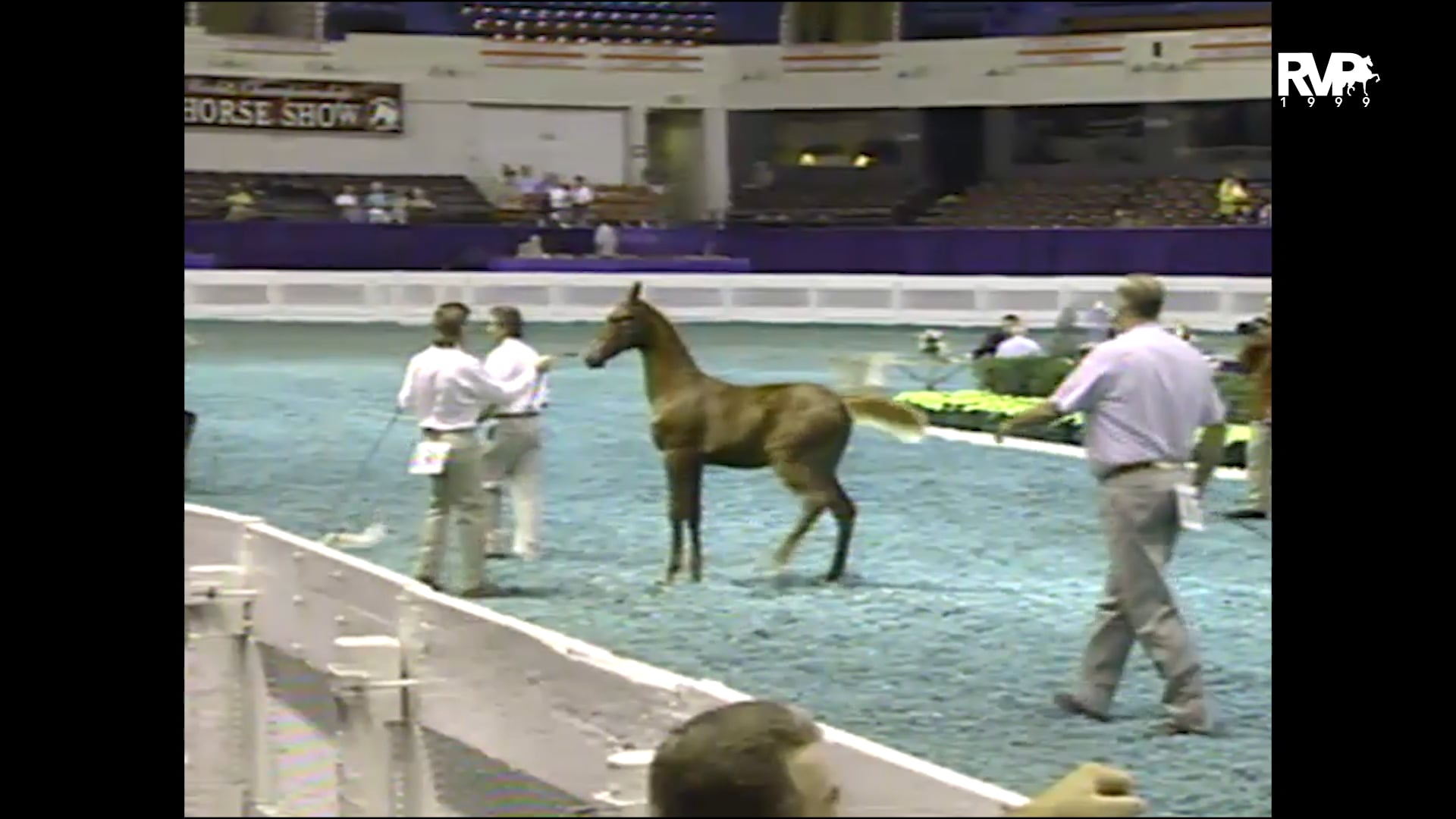 1999 WCHS - Class 19 Open Breeder’s Stake - Weanlings