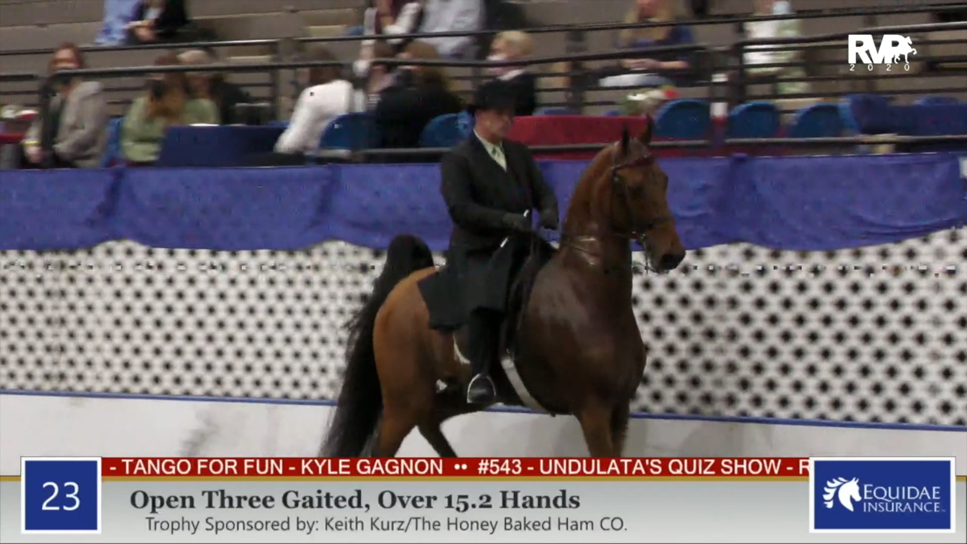 2020 AR - Class 23 Open Three Gaited Over 15.2 