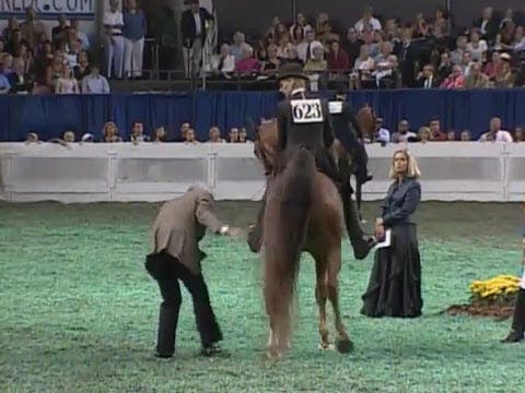2008 WCHS Class 240 Five Gaited World...