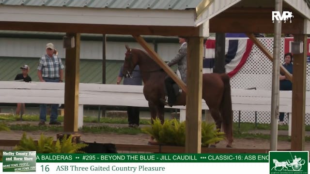 SCF25 - Classic 16 - ASB Three Gaited...