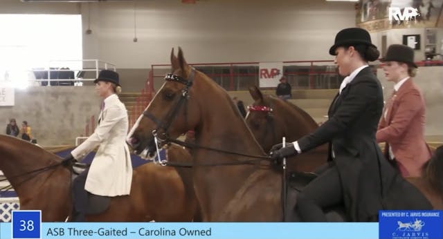 ASC21 - Class 38 - ASB Three-Gaited –...