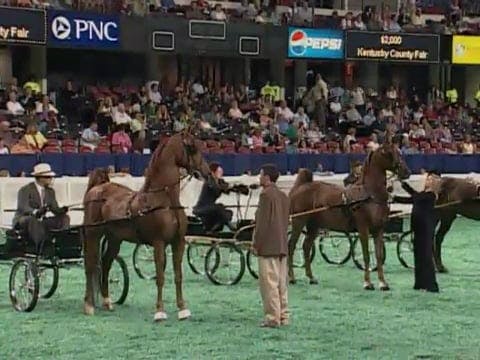 2008 WCHS Class 2 County Fair Fine Ha...