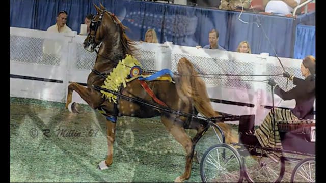 2014 World's Championship Horse Show-...