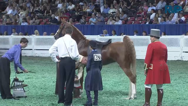 2011 WCHS Class 164 Five Gaited Pony ...