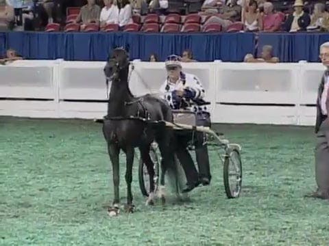 2008 WCHS Class 25 Four Year Old Road...